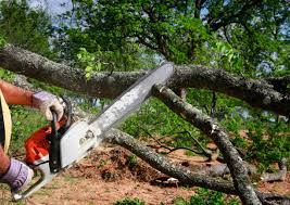 Best Tree Disease Treatment  in , AL