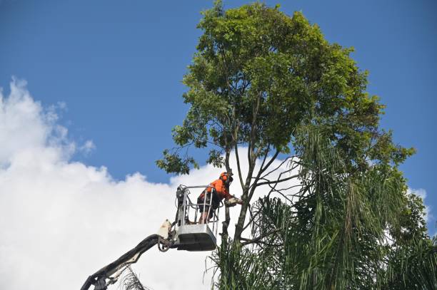 Best Leaf Removal  in , AL